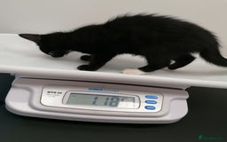 Mixed Breed cats for adoption: 💙🐱 OREO & SHADOW 😺💙 - Image 17