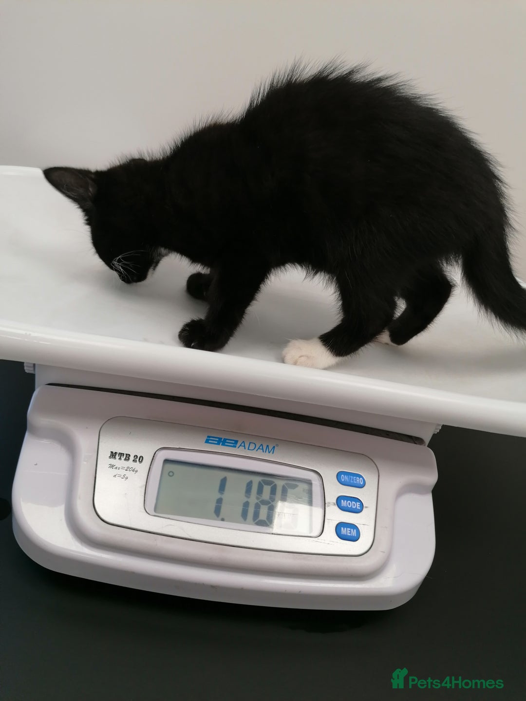 Mixed Breed cats for adoption: 💙🐱 OREO & SHADOW 😺💙 - Image 17
