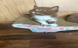 British Shorthair cats for sale: BSH kittens parents gccf - Image 21