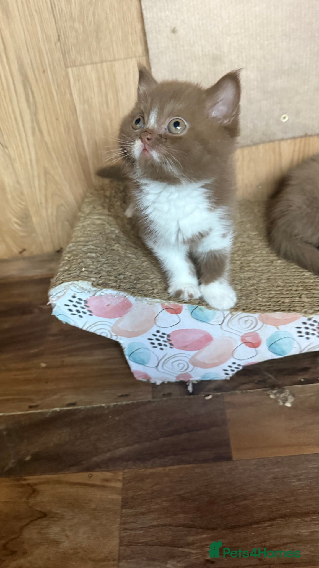 British Shorthair cats for sale: BSH kittens parents gccf - Image 21