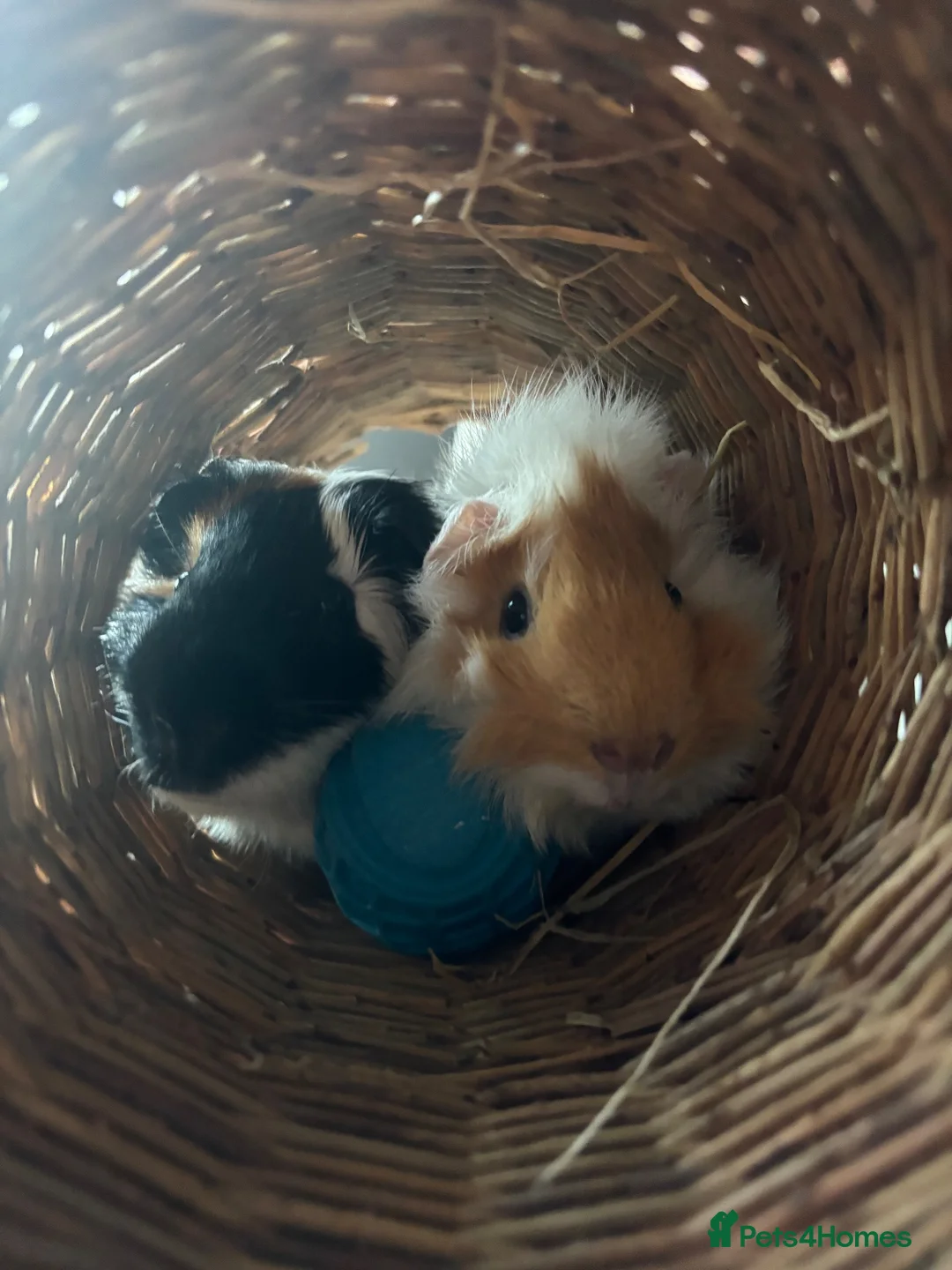 Guinea Pig rodents for sale: Two male guinea pigs in Morden - Advert 6