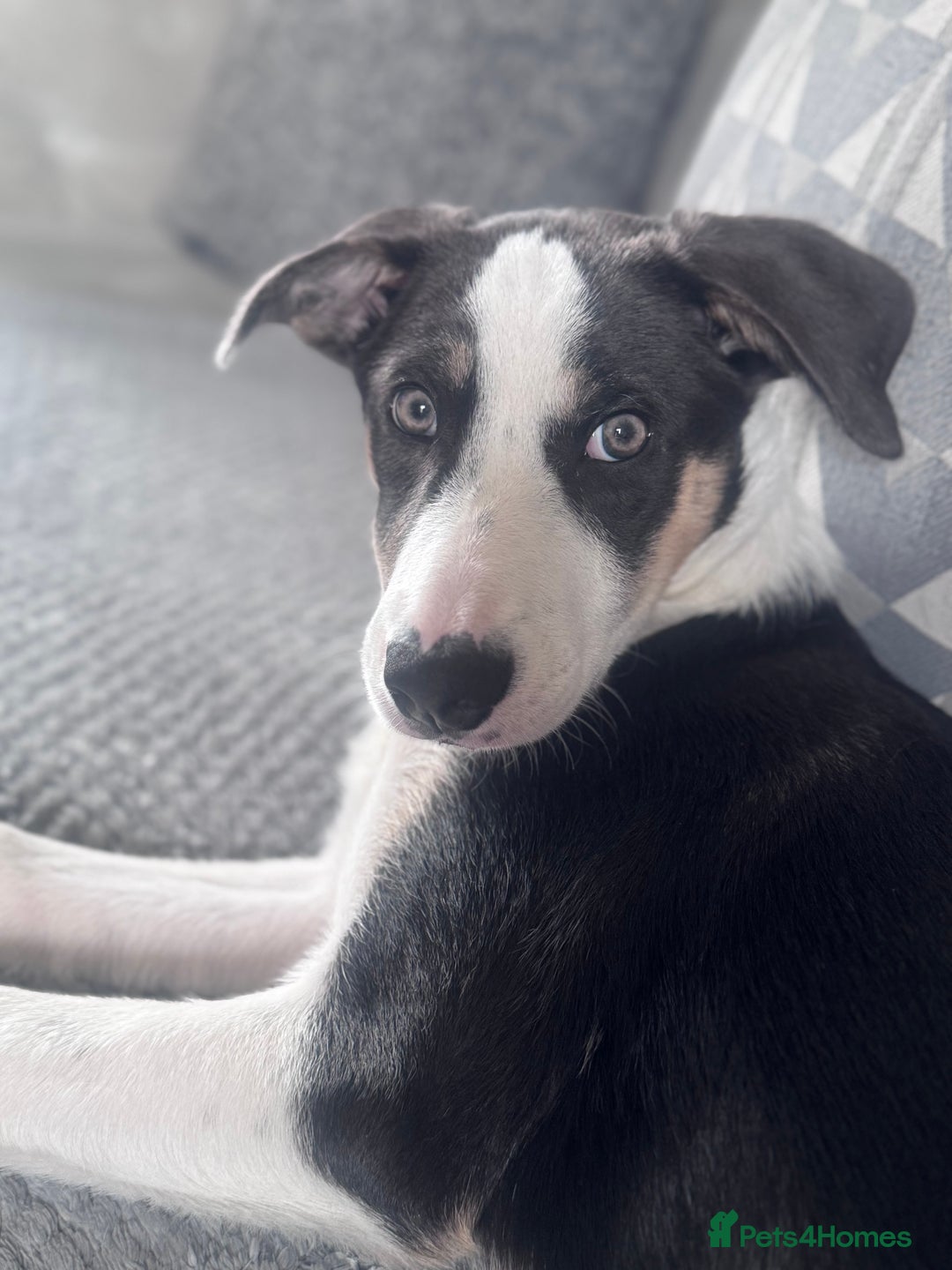 Border Collie dogs for sale: Beautiful female Border collie  - Advert 4