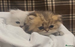 Persian cats for sale: persian chinchilla kittens  - Image 10
