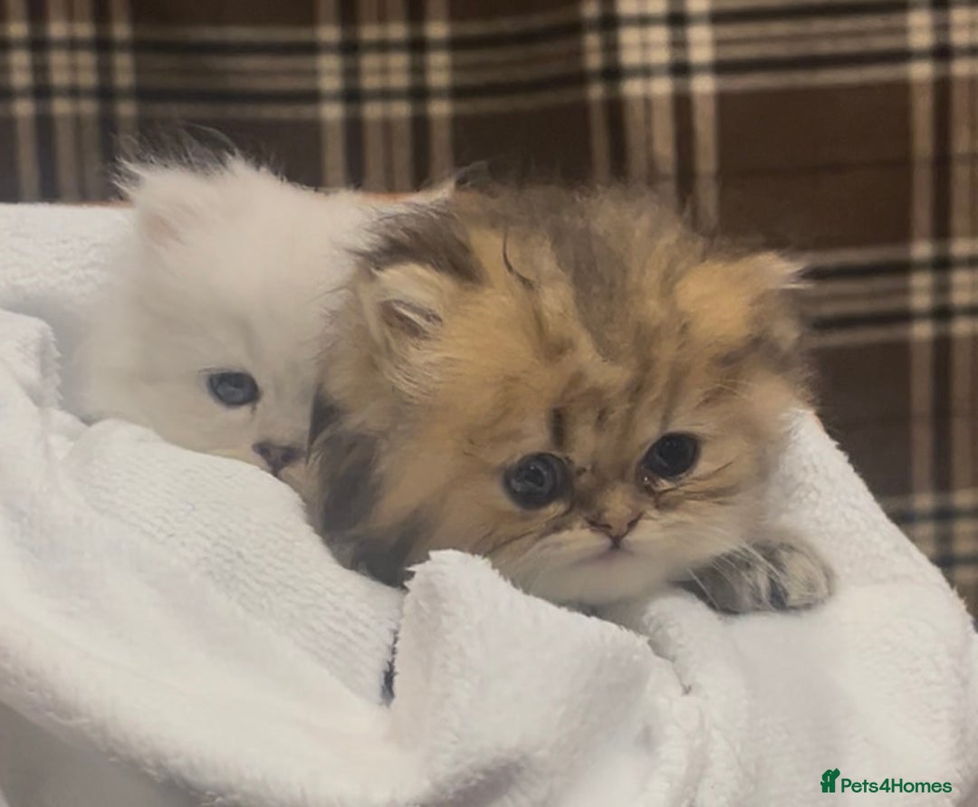Persian cats for sale: persian chinchilla kittens  - Image 10
