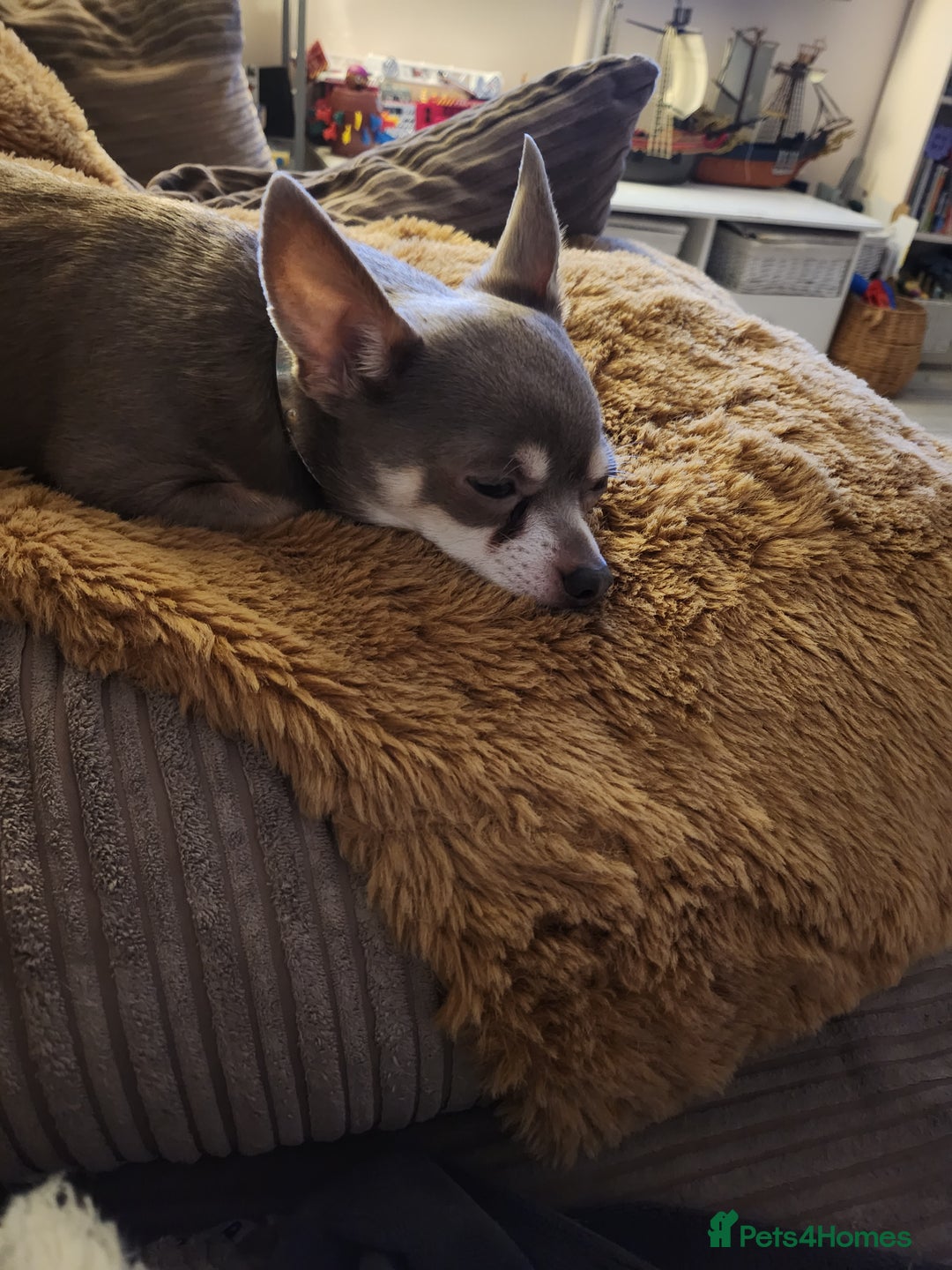 Chihuahua dogs for sale: 2 chihuahua boys - Image 4