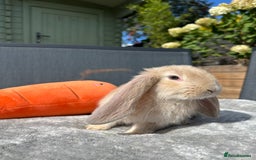 French Lop rabbits for sale: 🤍Pure Bred Giant French Lop Babies🤍 - Image 4