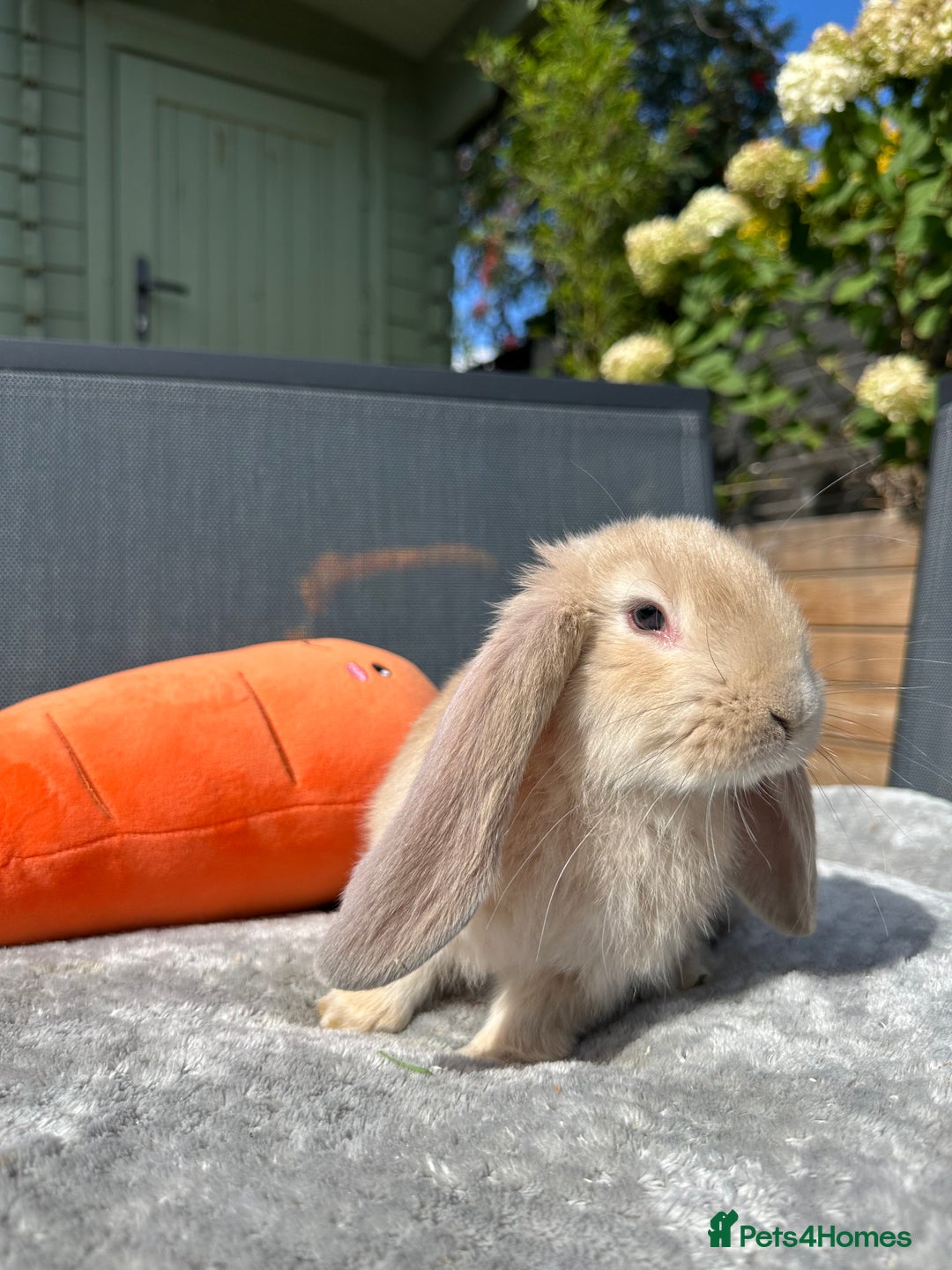 French Lop rabbits for sale: 🤍Pure Bred Giant French Lop Babies🤍 - Image 4