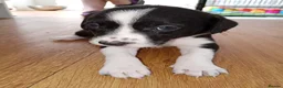 Sprollie dogs for sale: Gorgeous Sprollies puppies  Ready to leave  - Advert 19