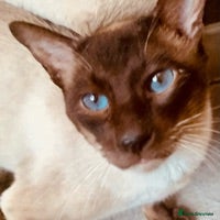 Siamese cats Traditional chocolate point Siamese stud in Bradford - Advert 5