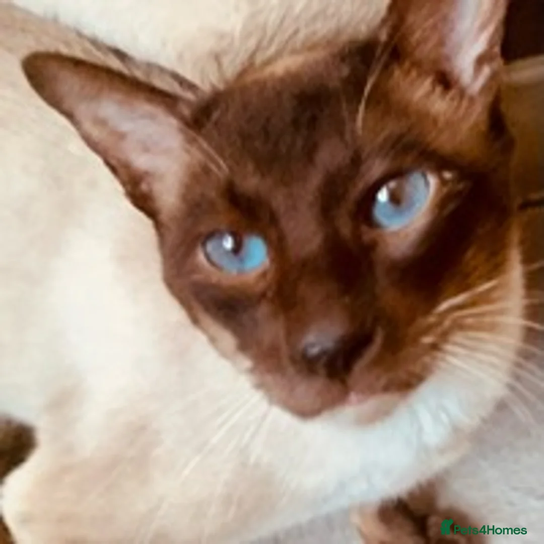 Siamese cats for stud: Traditional chocolate point Siamese stud in Bradford - Advert 1