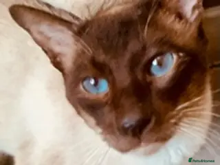 Siamese cats Traditional chocolate point Siamese stud in Bradford - Advert 2