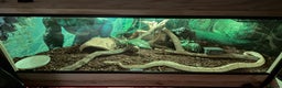 Python Snake reptiles for sale: Banana Ball Python - Advert 5