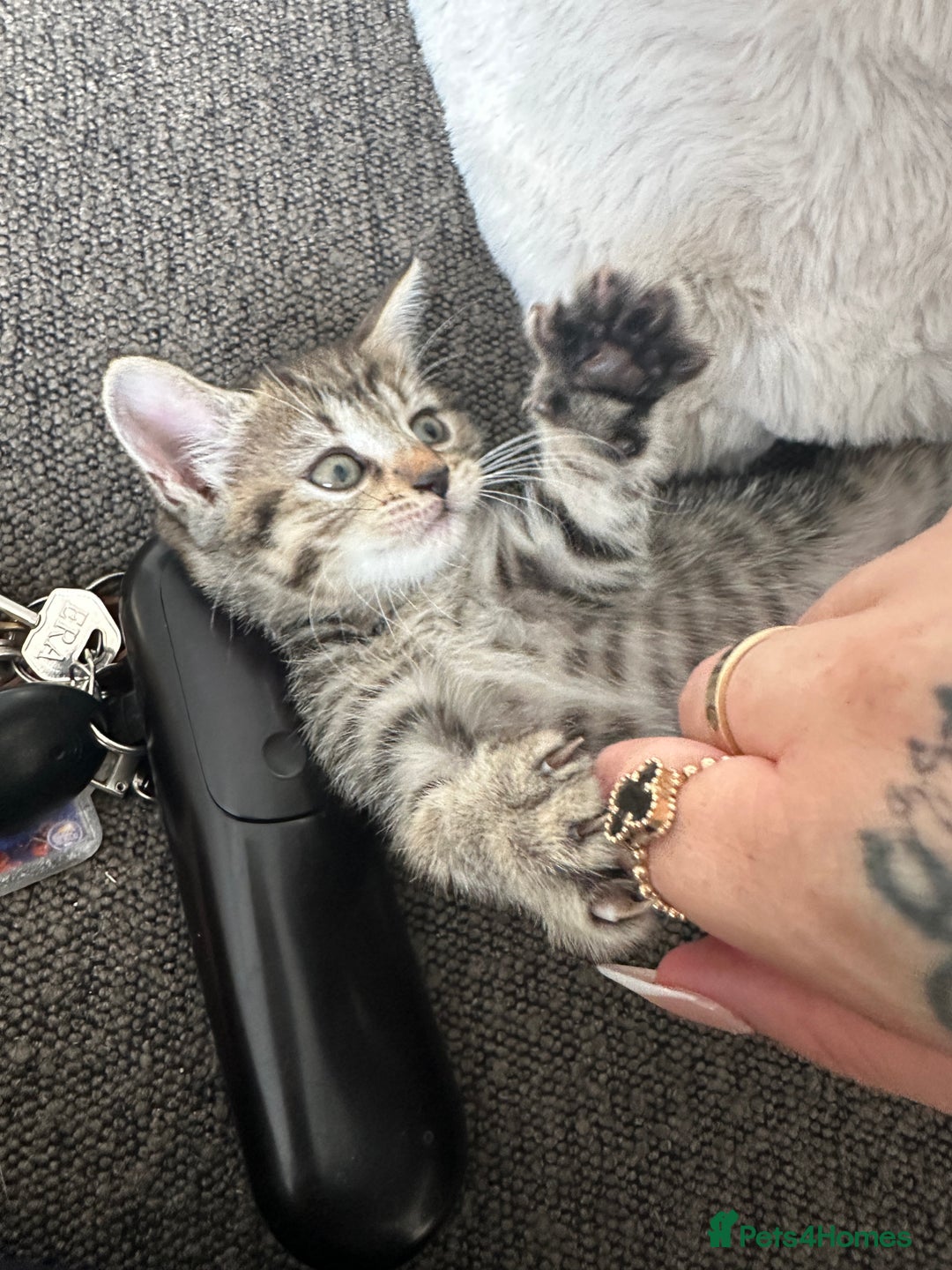 Mixed Breed cats for sale: Kitten’s ready now  - Image 11