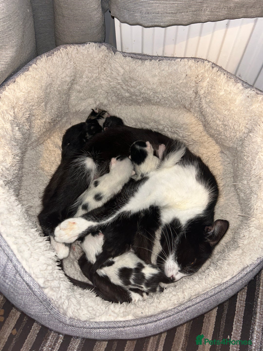 Mixed Breed cats for sale: KITTENS FOR SALE - Image 1