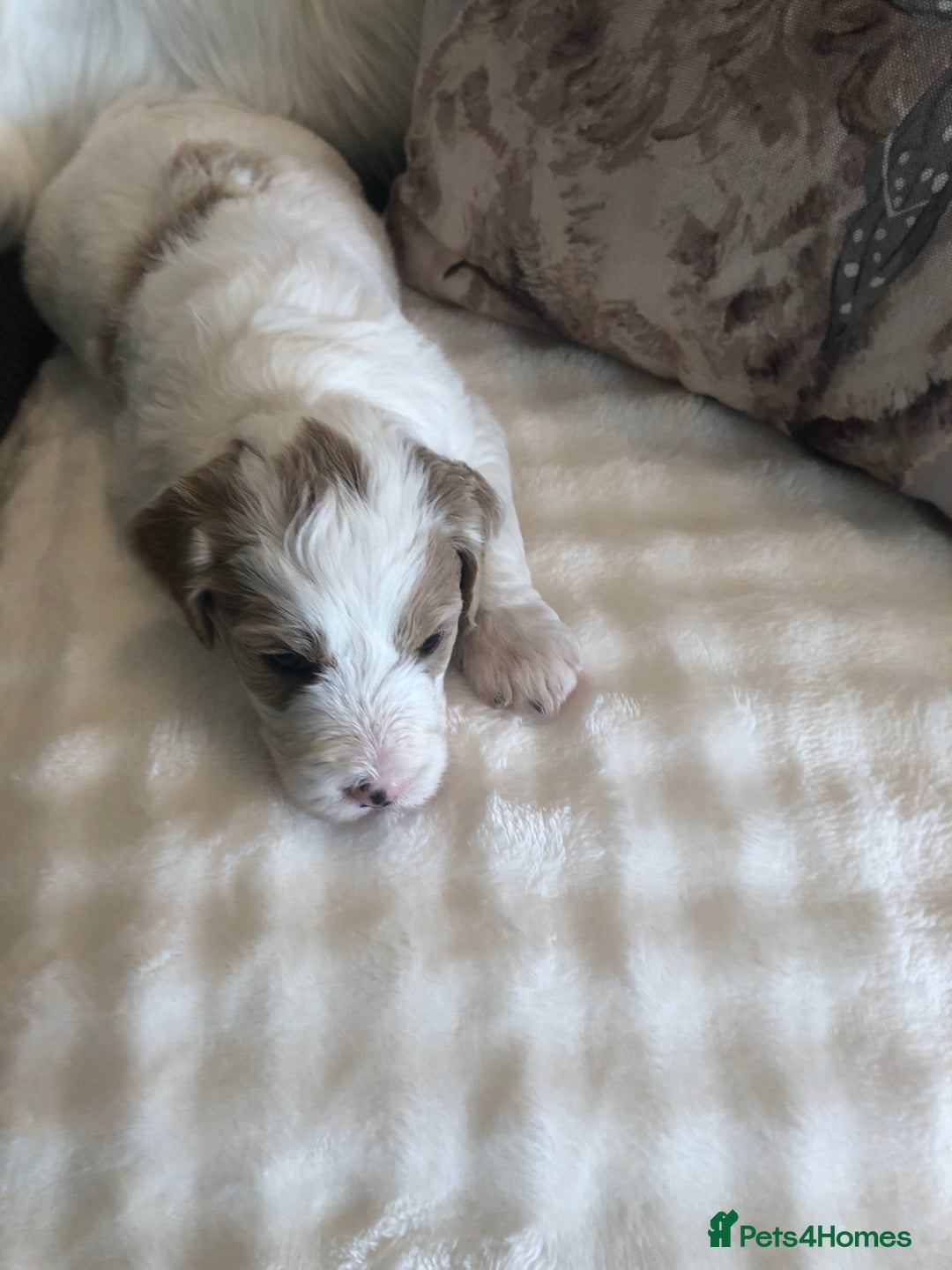 Goldendoodle dogs for sale: Goldendoodle Double Doodle pups for sale - Image 12