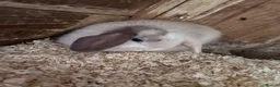 Mini Lop rabbits for sale: 4 beautiful bunnies for sale  - Advert 16