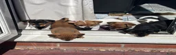Jack Russell dogs for sale: Two gorgeous Jack Russell’s for sale in Barnsley - Advert 8