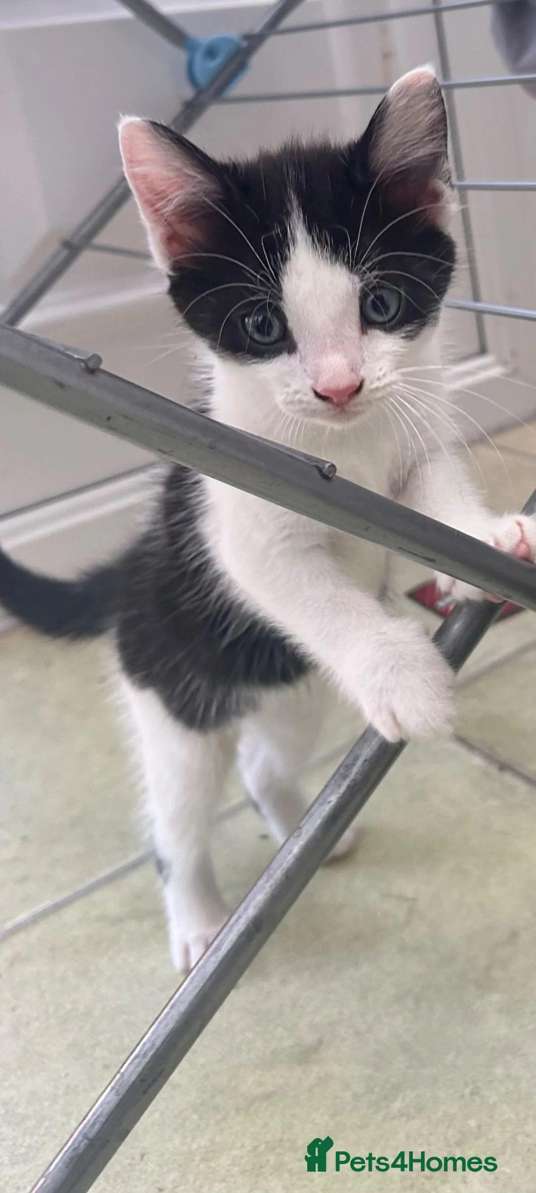 Domestic Shorthair cats for sale: Ready to be rehomed!  - Advert 4