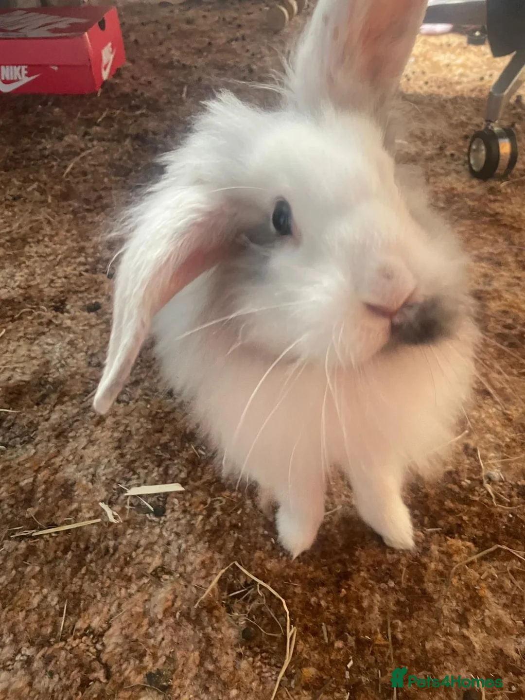 Mixed Breed rabbits for sale: Two adorable rabbits for sale - Advert 9
