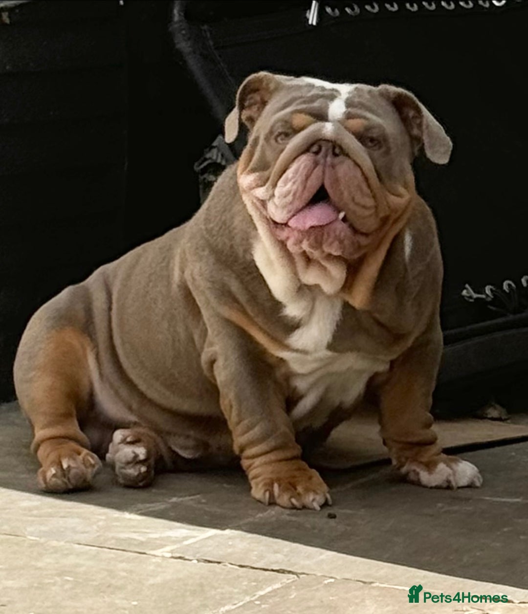 English Bulldog dogs for stud: FOR STUD 🔥Lilac tan tri english bulldog  in Wakefield - Advert 9