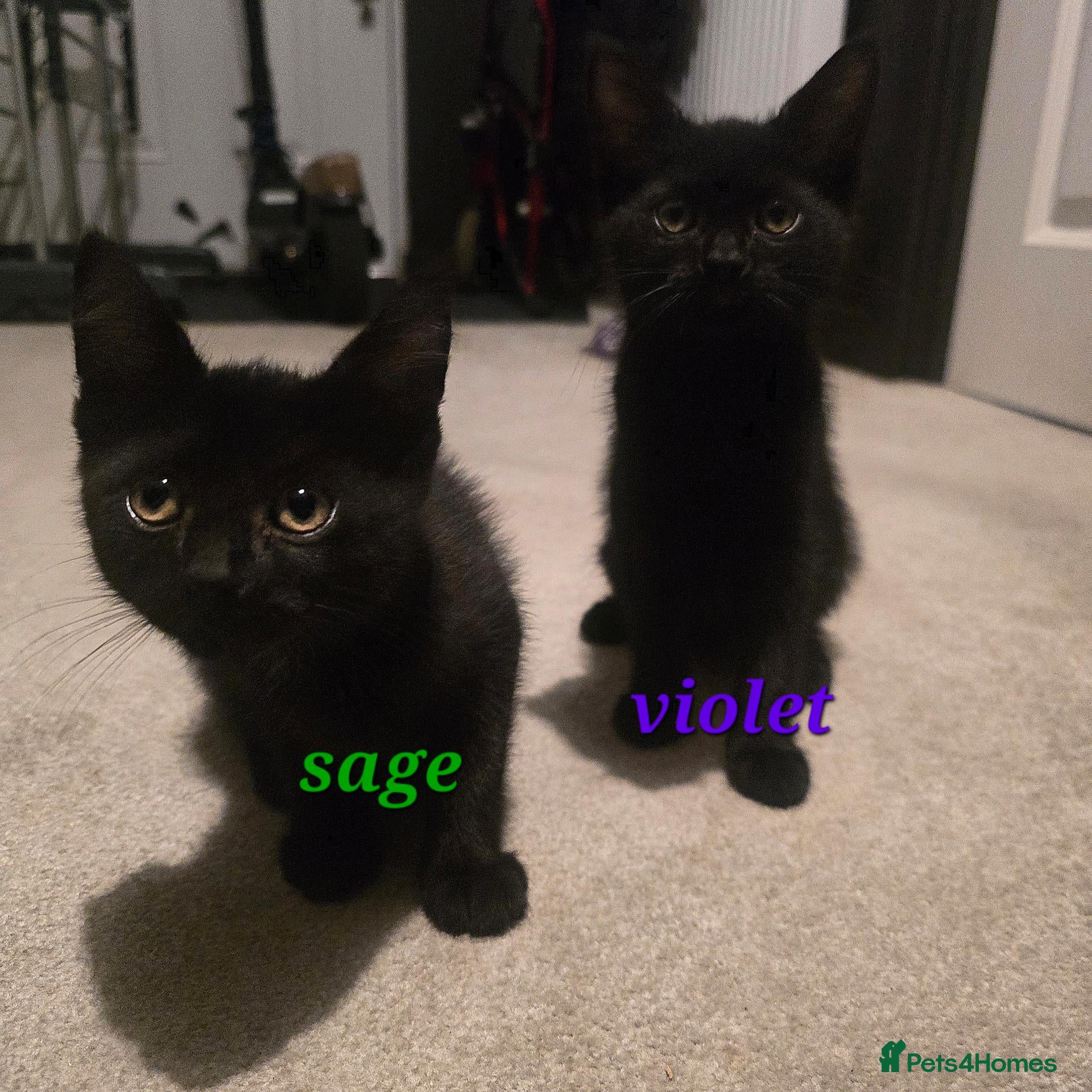 Mixed Breed cats Adorable & Playful little black Kittens Ready Now - Advert 5