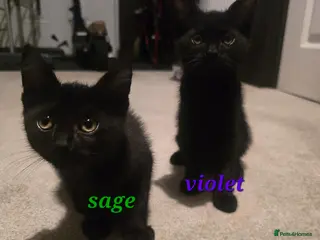 Mixed Breed cats Adorable & Playful little black Kittens Ready Now - Advert 5