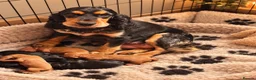 Cockapoo dogs for sale: F1 Gorgeous Cockapoo’s - Advert 2