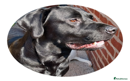 Labrador Retriever dogs for stud: PROVEN Fully health tested, KC Labrador for stud - Image 2