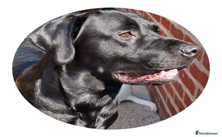 Labrador Retriever dogs - Advert 18