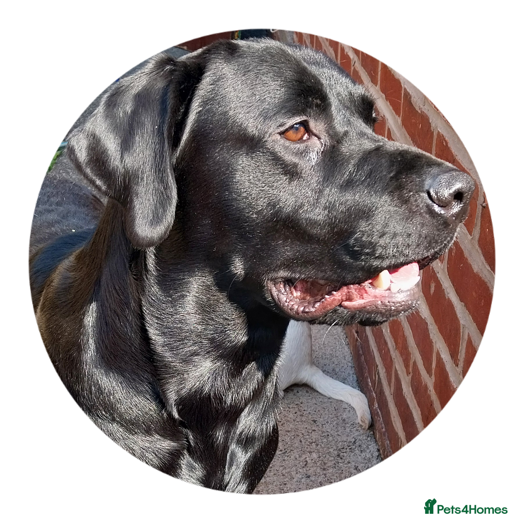 Labrador Retriever dogs for stud: PROVEN Fully health tested, KC Labrador for stud - Image 2