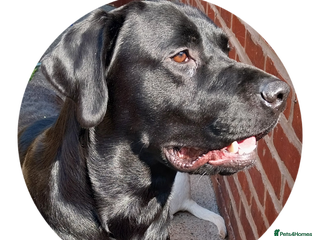 Labrador Retriever dogs - Advert 3