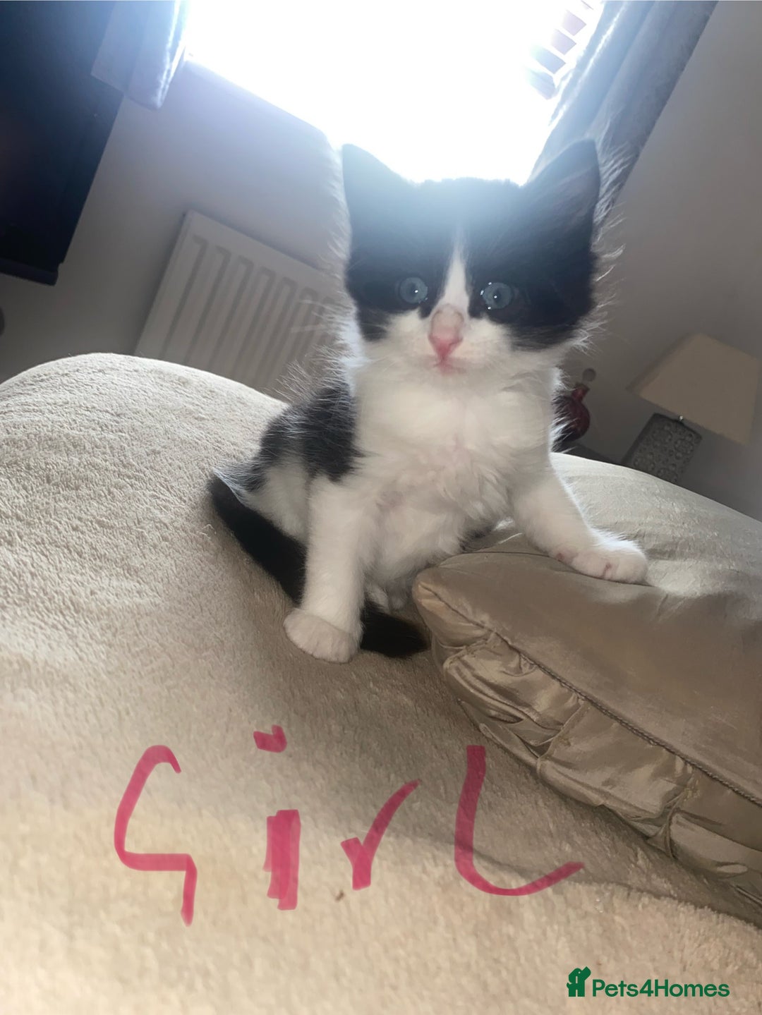 Mixed Breed cats for sale: BEAUTIFUL BLACK AND WHITE KITTENS READY TO LEAVE🐱 - Image 8