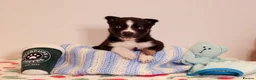 Siberian Husky dogs for sale: Pedigree husky puppies  in Clacton-on-Sea - Advert 8