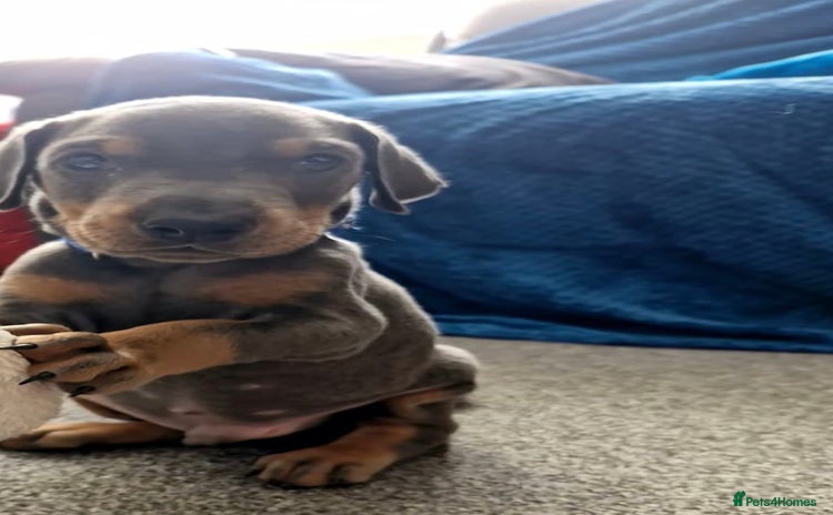 Dobermann dogs - Advert 4