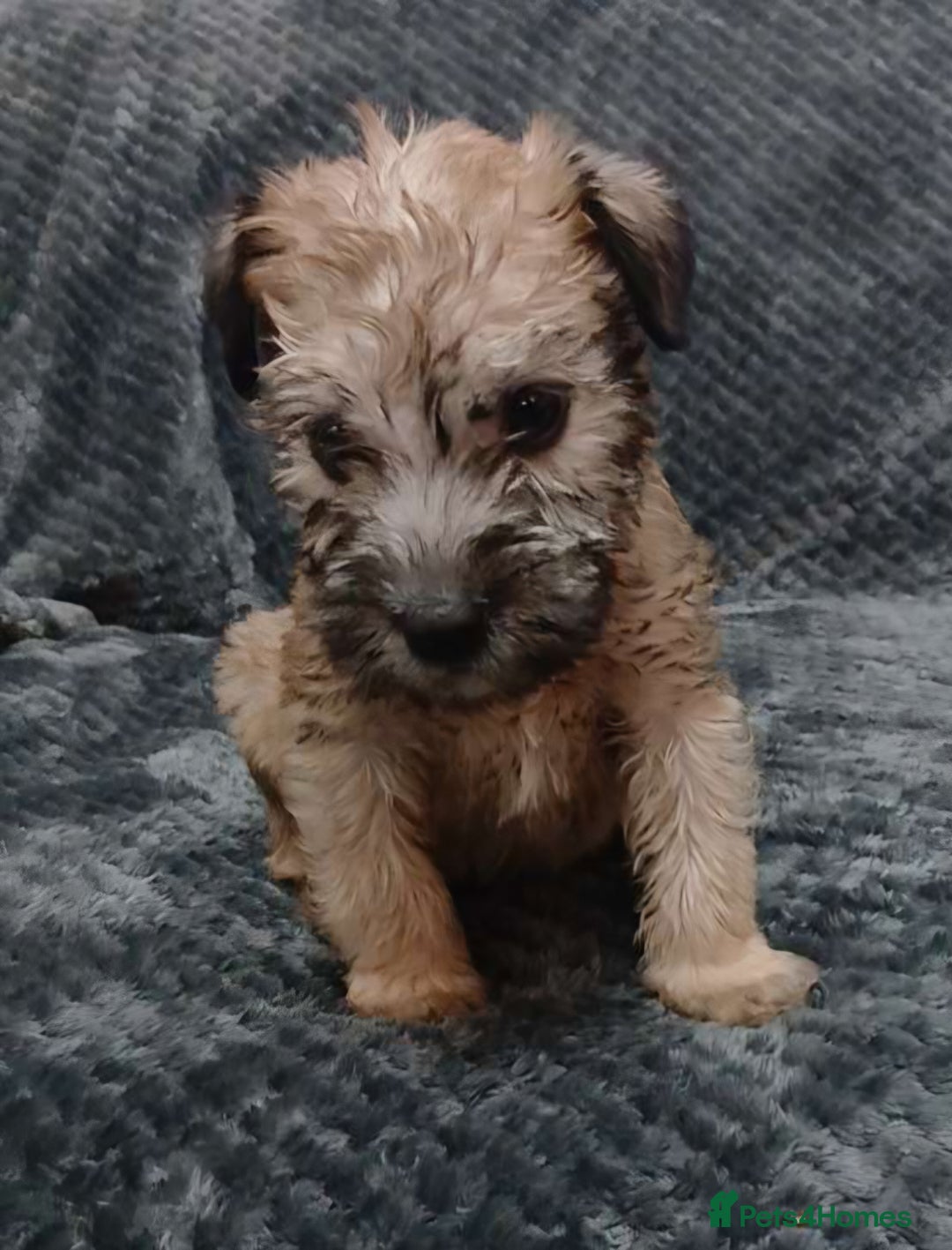 Soft Coated Wheaten Terrier dogs for sale: Beautiful Wheaten Terrier Puppies  - Image 3