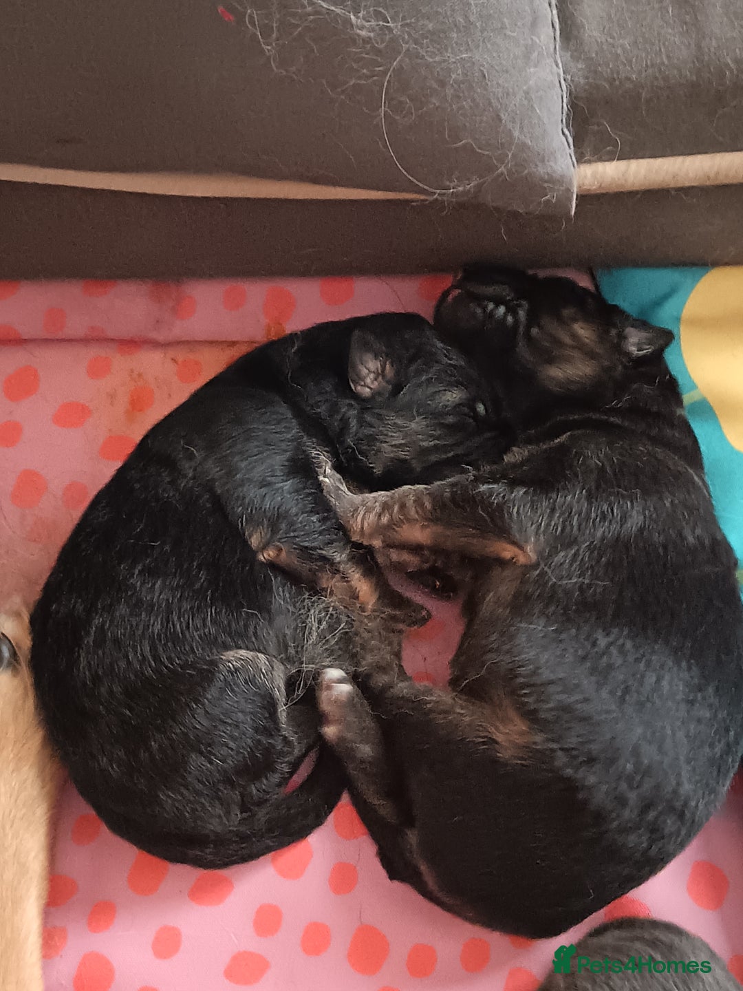 German Shepherd dogs for sale: German Shepherd puppies - Image 5