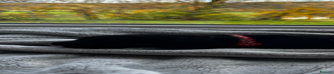 Cocker Spaniel Puppy 6