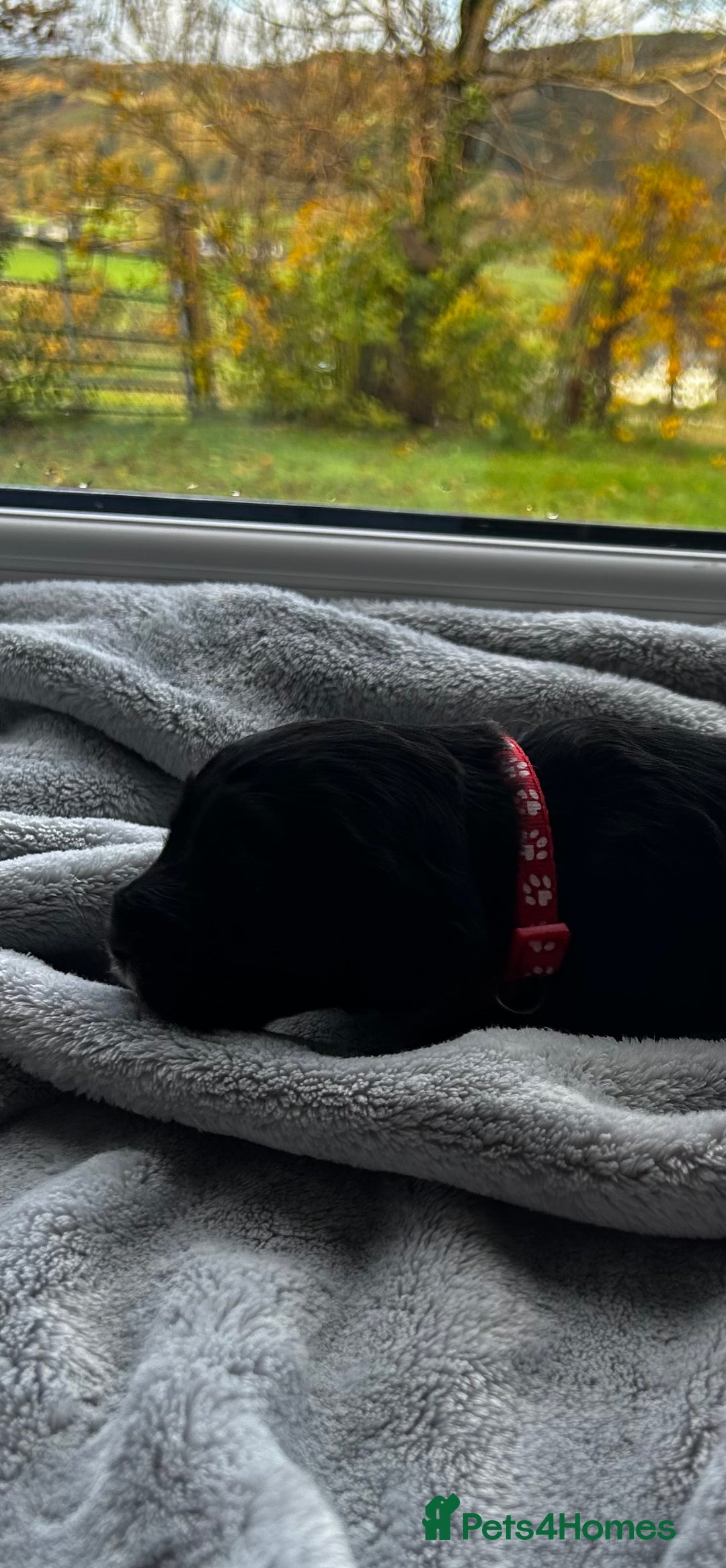 Cocker Spaniel dogs for sale: ✨ Cuddles Await from our Cocker Spaniel Pups  - Image 35