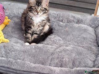 Mixed Breed cats ASAP‼️2 maine coon x Ragdoll girls. - Advert 3