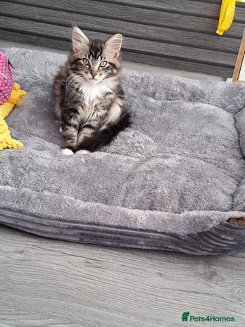 Mixed Breed cats ASAP‼️2 maine coon x Ragdoll girls. - Advert 5