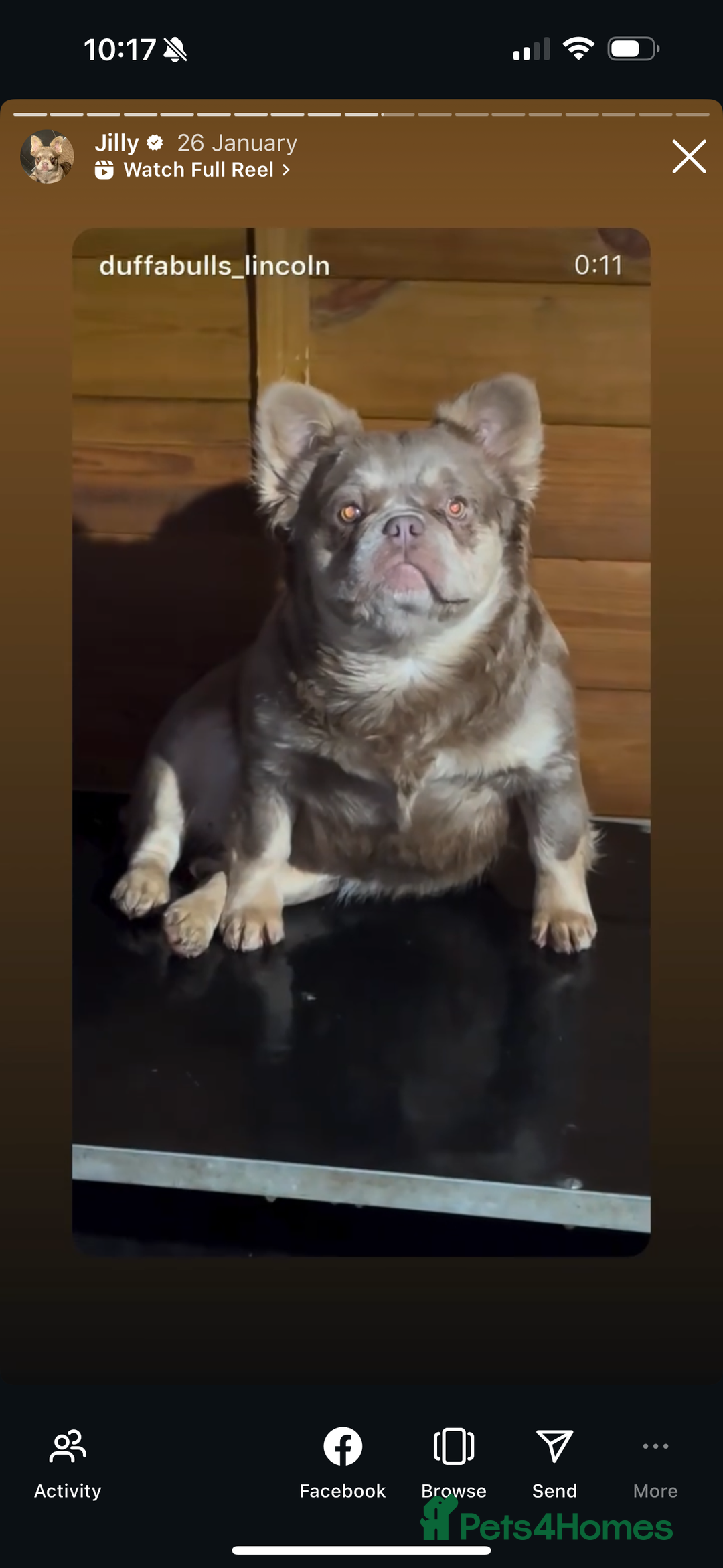 French Bulldog dogs for sale: Fluffy french bulldogs READ DESCRIPTION  - Advert 9
