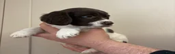 English Springer Spaniel dogs for sale: 1 Springer boy  - Advert 6