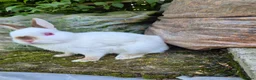 Netherland Dwarf rabbits for sale: Young Netherland dwarf buck for sale £50 in Manchester - Advert 7