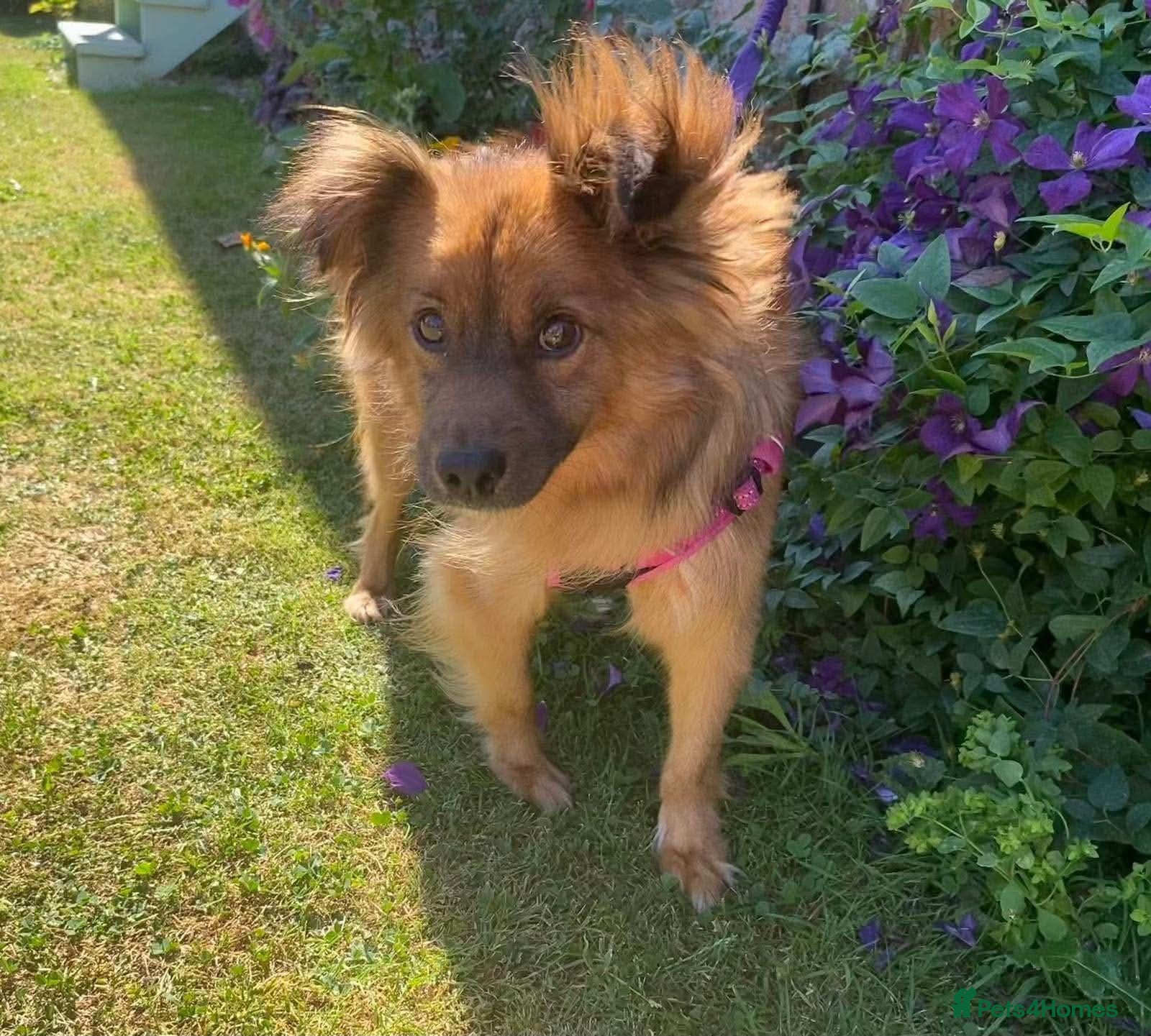 Mixed Breed dogs MEET TIM – OUR LITTLE CARAMEL SWEETHEART - Advert 1