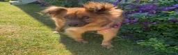 Mixed Breed dogs for adoption: MEET TIM – OUR LITTLE CARAMEL SWEETHEART - Advert 1
