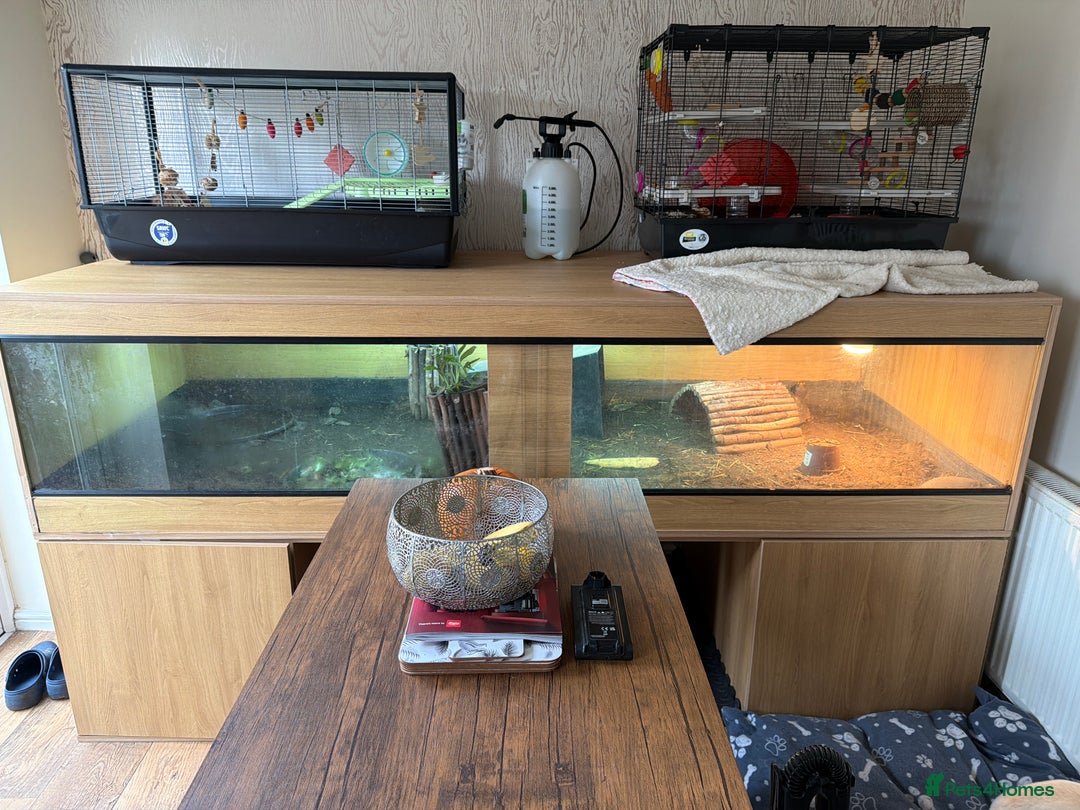 Tortoise reptiles for sale: 2 Redford tortoise with custom made viv - Image 6