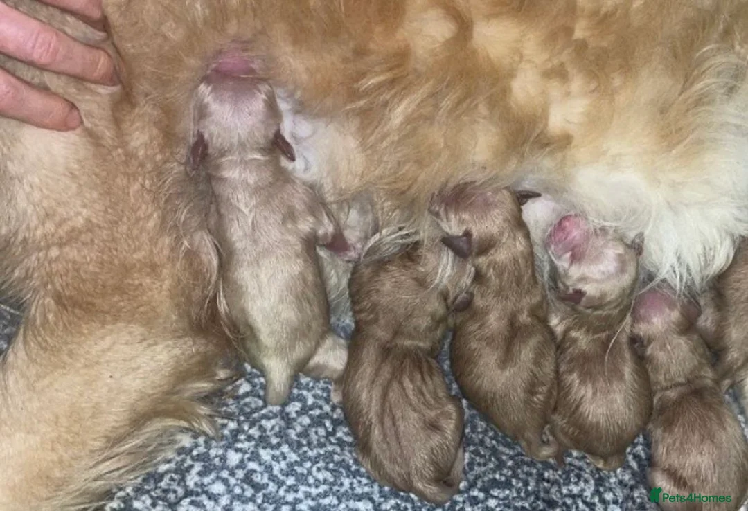 Golden Retriever dogs for sale: ✨🍪Chunky Lovely coat golden retrievers✨🍪 - Advert 6