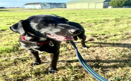 Labrador Retriever dogs for adoption: Pixie - Badersfield Norfolk  - Image 14