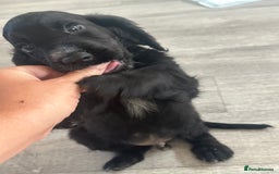 Cocker Spaniel dogs for sale: Cocker Spaniel Puppies perfect example ready now - Image 14