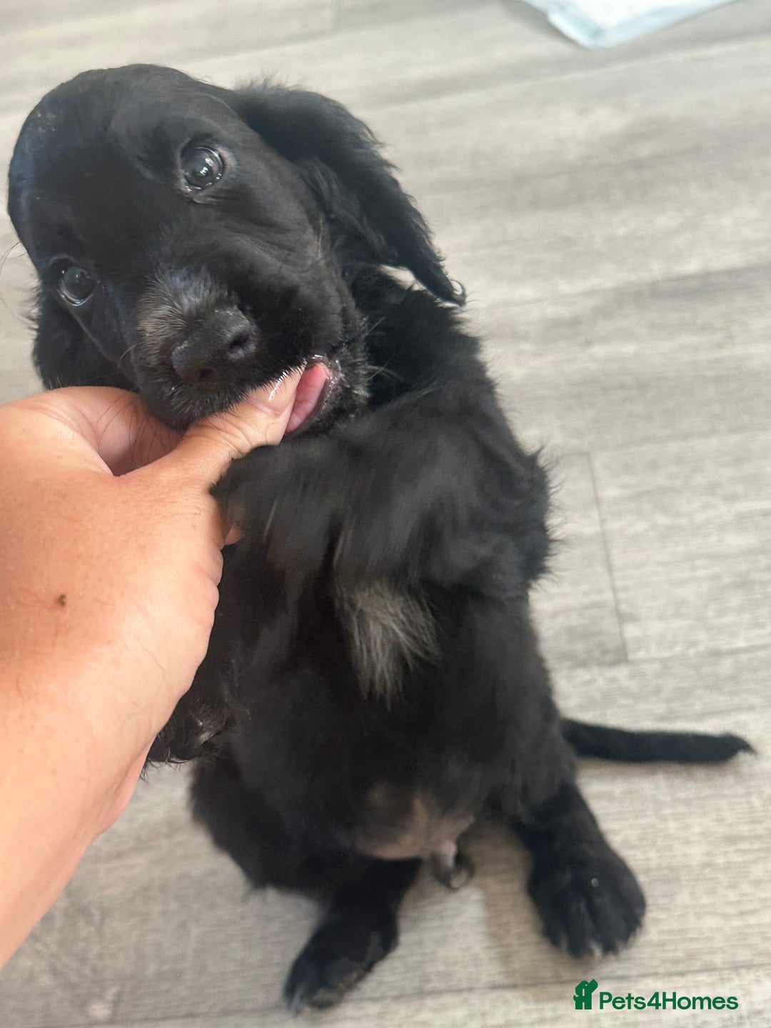 Cocker Spaniel dogs for sale: Cocker Spaniel Puppies perfect example ready now - Image 14